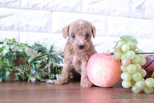 成約済の滋賀県のトイプードル-255647の2枚目
