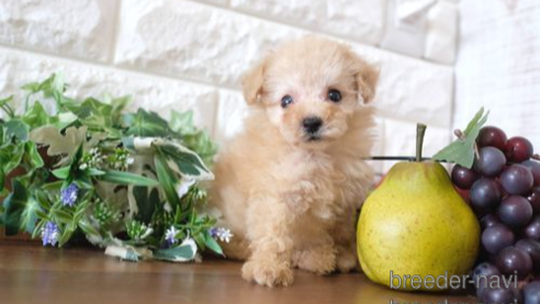 成約済の滋賀県のトイプードル-255648の1枚目