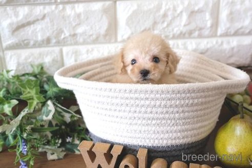 成約済の滋賀県のトイプードル-255648の6枚目