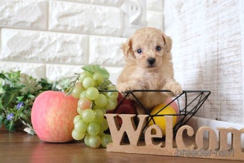 成約済の滋賀県のトイプードル-255648の3枚目