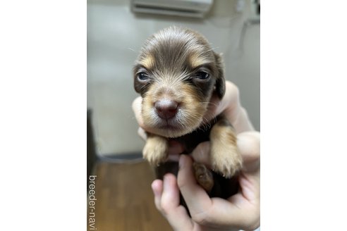 成約済の埼玉県のミニチュアダックスフンド(ロングヘアード)-256543の1枚目