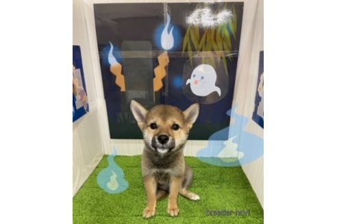 成約済の北海道の柴犬-253326の2枚目