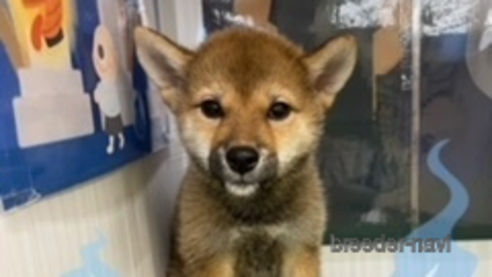 成約済の北海道の柴犬-253326の1枚目