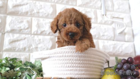 成約済の滋賀県のトイプードル-255777の1枚目