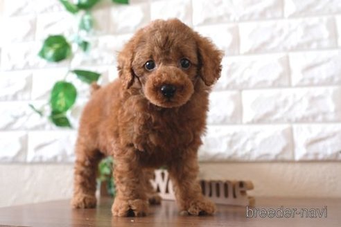 成約済の滋賀県のトイプードル-255777の6枚目