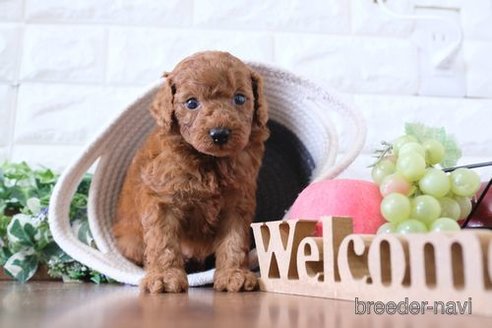 成約済の滋賀県のトイプードル-255777の3枚目