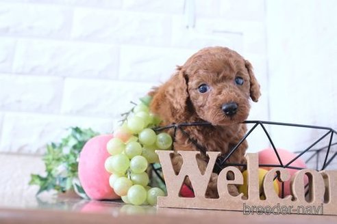 成約済の滋賀県のトイプードル-255777の2枚目