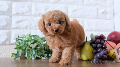 成約済の滋賀県のトイプードル-255778の1枚目