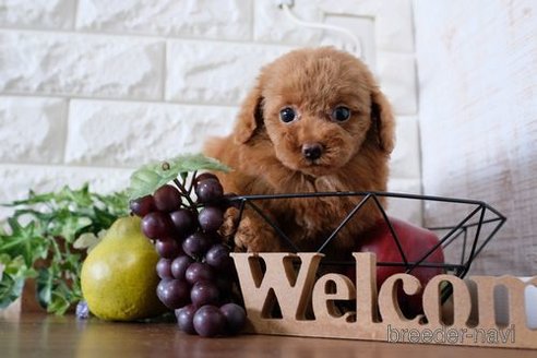 成約済の滋賀県のトイプードル-255778の6枚目