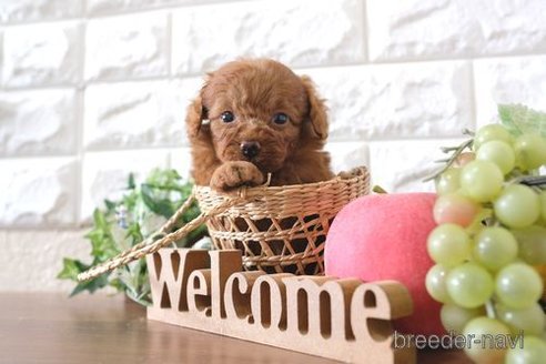 成約済の滋賀県のトイプードル-255778の3枚目