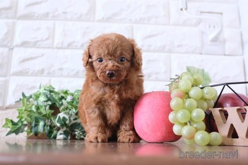 成約済の滋賀県のトイプードル-255778の2枚目