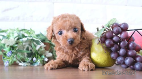 成約済の滋賀県のトイプードル-255781の1枚目