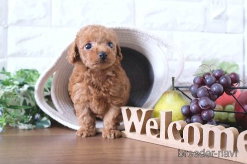 成約済の滋賀県のトイプードル-255781の6枚目