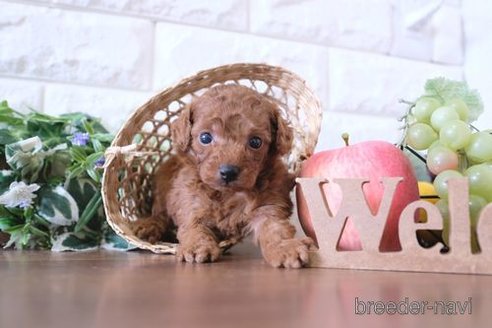 成約済の滋賀県のトイプードル-255781の3枚目