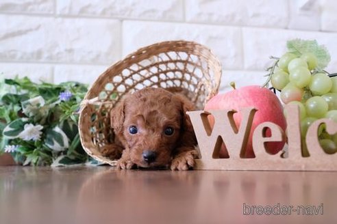 成約済の滋賀県のトイプードル-255781の2枚目