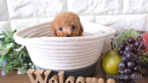 成約済の滋賀県のトイプードル-255782の1枚目