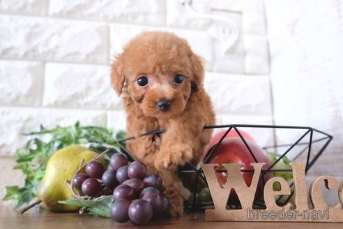 成約済の滋賀県のトイプードル-255782の6枚目