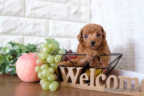 成約済の滋賀県のトイプードル-255782の3枚目