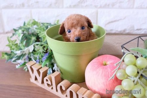 成約済の滋賀県のトイプードル-255782の2枚目