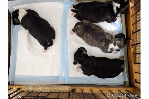 成約済の愛知県のミックス犬-258822の4枚目