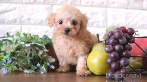 成約済の滋賀県のトイプードル-255784の1枚目