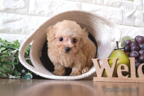 成約済の滋賀県のトイプードル-255784の6枚目