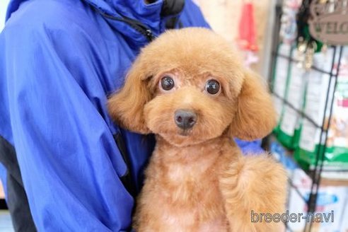 成約済の滋賀県のトイプードル-255784の4枚目