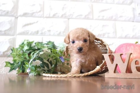 成約済の滋賀県のトイプードル-255784の3枚目