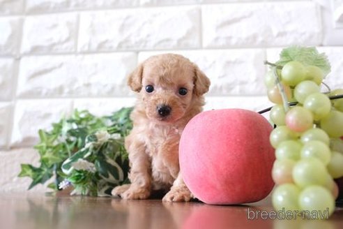 成約済の滋賀県のトイプードル-255784の2枚目