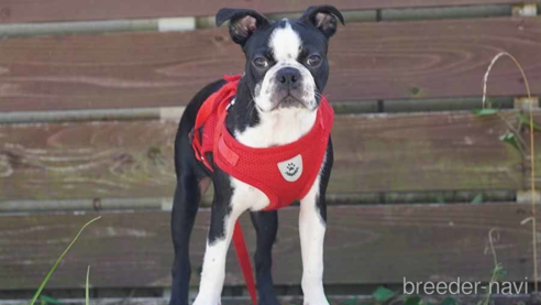 成約済の京都府のボストンテリア-241656の1枚目