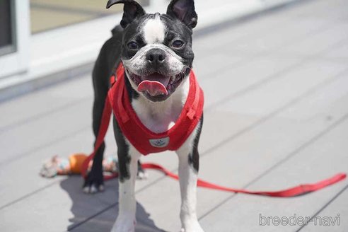 成約済の京都府のボストンテリア-241656の3枚目