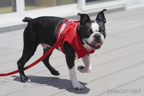 成約済の京都府のボストンテリア-241656の4枚目