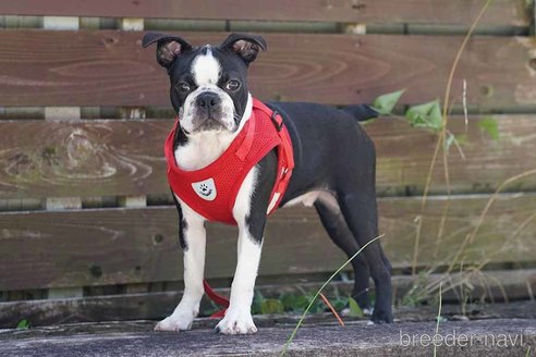 成約済の京都府のボストンテリア-241656の2枚目