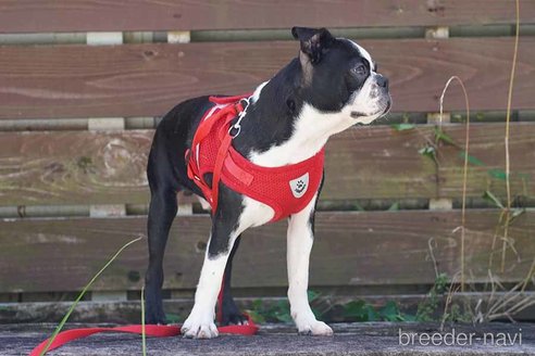 成約済の京都府のボストンテリア-241656の5枚目