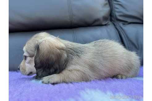 成約済の福岡県のミニチュアダックスフンド(ロングヘアード)-258851の4枚目