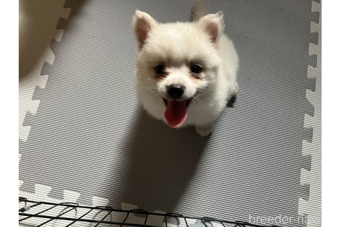 成約済の福島県のミックス犬-255137の2枚目