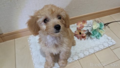 成約済の広島県のチワプー:チワワ×トイプードル-246604の18枚目