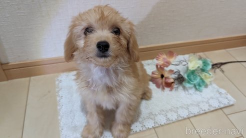 成約済の広島県のチワプー:チワワ×トイプードル-246604の16枚目
