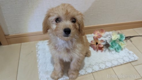 成約済の広島県のチワプー:チワワ×トイプードル-246604の17枚目