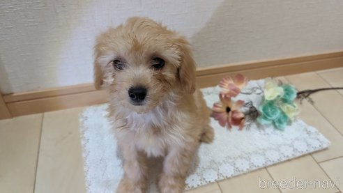 成約済の広島県のチワプー:チワワ×トイプードル-246604の15枚目