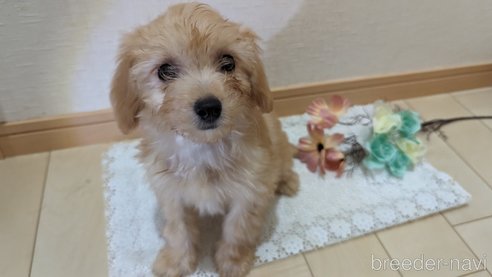 成約済の広島県のチワプー:チワワ×トイプードル-246604の13枚目