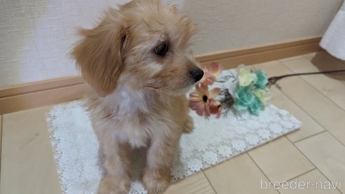 成約済の広島県のチワプー:チワワ×トイプードル-246604の14枚目