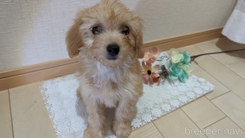 成約済の広島県のチワプー:チワワ×トイプードル-246604の12枚目
