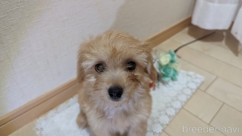 成約済の広島県のチワプー:チワワ×トイプードル-246604の11枚目