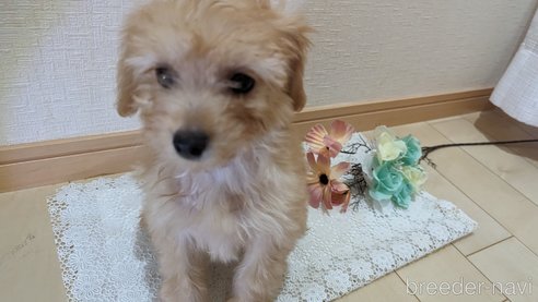 成約済の広島県のチワプー:チワワ×トイプードル-246604の10枚目