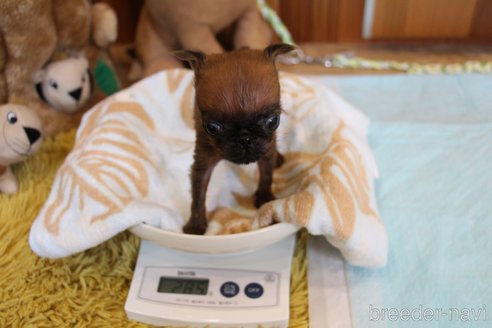 成約済の愛知県のプチブラバンソン-251528の31枚目