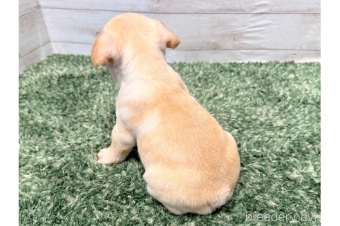 成約済の愛知県のフレンチブルドッグ-256083の3枚目
