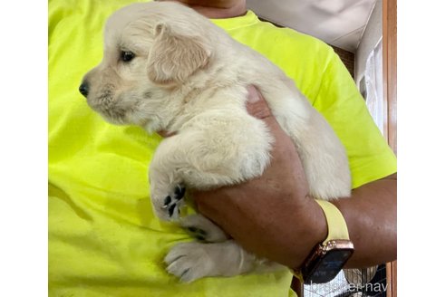 成約済の長野県のゴールデンレトリーバー-258989の5枚目