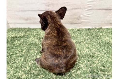 成約済の愛知県のフレンチブルドッグ-256086の2枚目