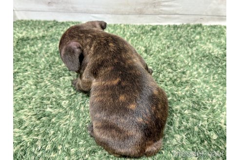 成約済の愛知県のフレンチブルドッグ-256085の2枚目